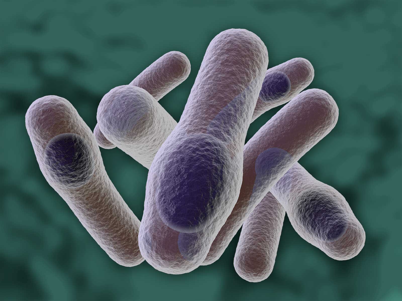 Представитель Семейства Clostridiaceae